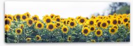 Sunflower meadow panoramic Stretched Canvas 63339170