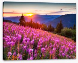 Sunrise across the meadow Stretched Canvas 63346738