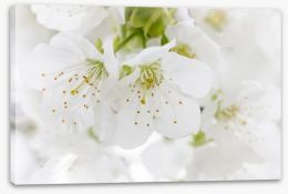 White blossom Stretched Canvas 63497541