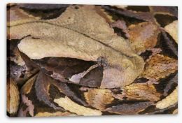 Reptiles / Amphibian Stretched Canvas 63582838