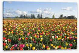 Tulips forever Stretched Canvas 63595056