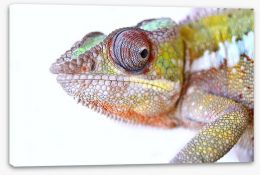 Reptiles / Amphibian Stretched Canvas 63597059