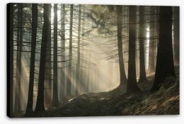 Sunrise in the coniferous forest Stretched Canvas 63631046