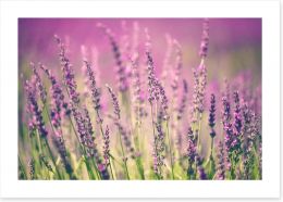 Lavender haze Art Print 63677265