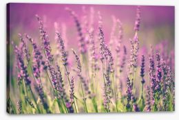 Lavender haze Stretched Canvas 63677265
