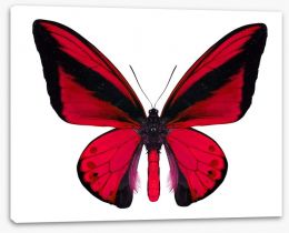 The vibrant monarch Stretched Canvas 63762237