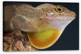Reptiles / Amphibian Stretched Canvas 63840006