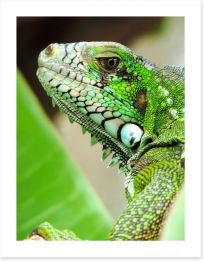 Reptiles / Amphibian Art Print 63865389