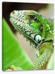 Reptiles / Amphibian Stretched Canvas 63865389