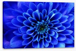 Blue aster Stretched Canvas 63968347