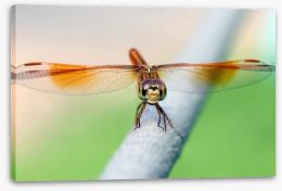 Insects Stretched Canvas 64040647