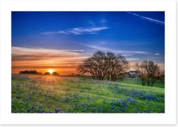 Bluebonnet meadow sunrise Art Print 64044248