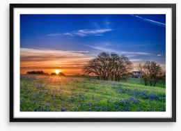 Bluebonnet meadow sunrise Framed Art Print 64044248
