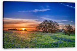 Bluebonnet meadow sunrise Stretched Canvas 64044248