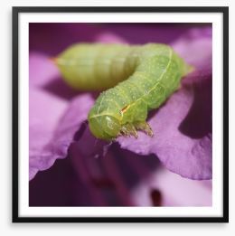 Insects Framed Art Print 64141880