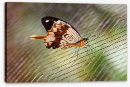 Insects Stretched Canvas 64184311