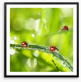 Insects Framed Art Print 64268887