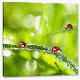 Insects Stretched Canvas 64268887