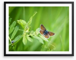Butterflies Framed Art Print 64285227