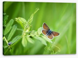 Butterflies Stretched Canvas 64285227