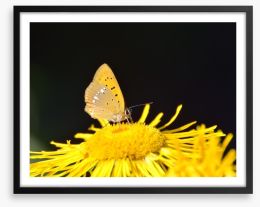 Insects Framed Art Print 64293115