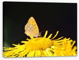 Insects Stretched Canvas 64293115