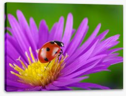Insects Stretched Canvas 64365089