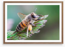 Insects Framed Art Print 64376509