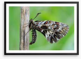 Insects Framed Art Print 64389681