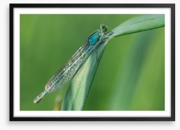 Insects Framed Art Print 64389874
