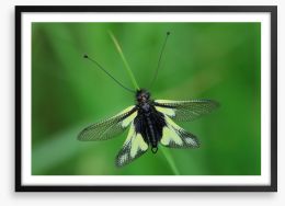 Insects Framed Art Print 64390216