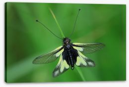 Insects Stretched Canvas 64390216