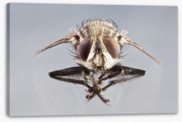 Insects Stretched Canvas 64419946