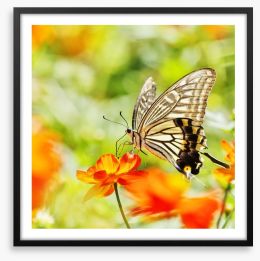 Butterflies Framed Art Print 64436648