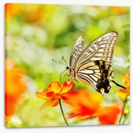 Butterflies Stretched Canvas 64436648