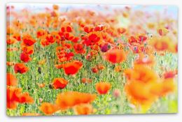 Poppy meadow sunlight Stretched Canvas 64445705