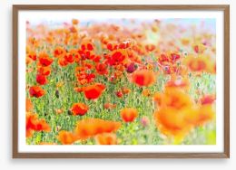 Poppy meadow sunlight Framed Art Print 64445705