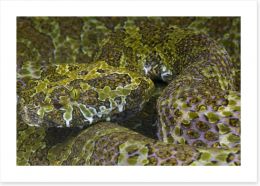 Reptiles / Amphibian Art Print 64512906