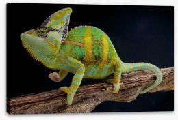 Veiled chameleon Stretched Canvas 64528128