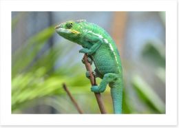 Reptiles / Amphibian Art Print 64530561