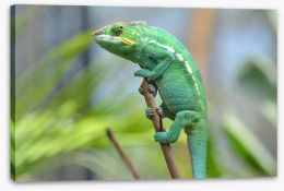 Reptiles / Amphibian Stretched Canvas 64530561