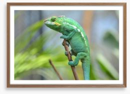 Reptiles / Amphibian Framed Art Print 64530561