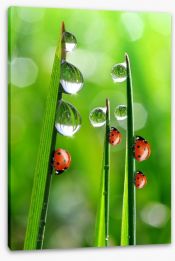Fresh morning ladybirds Stretched Canvas 64568802