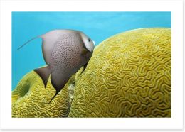 Fish / Aquatic Art Print 64574845