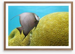 Fish / Aquatic Framed Art Print 64574845
