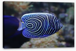 Juvenile emperor angelfish Stretched Canvas 64578640