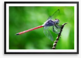 Insects Framed Art Print 64600806