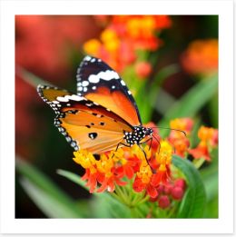 Orange monarch Art Print 64648122