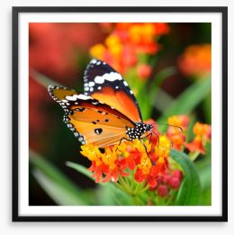Orange monarch Framed Art Print 64648122