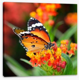 Orange monarch Stretched Canvas 64648122